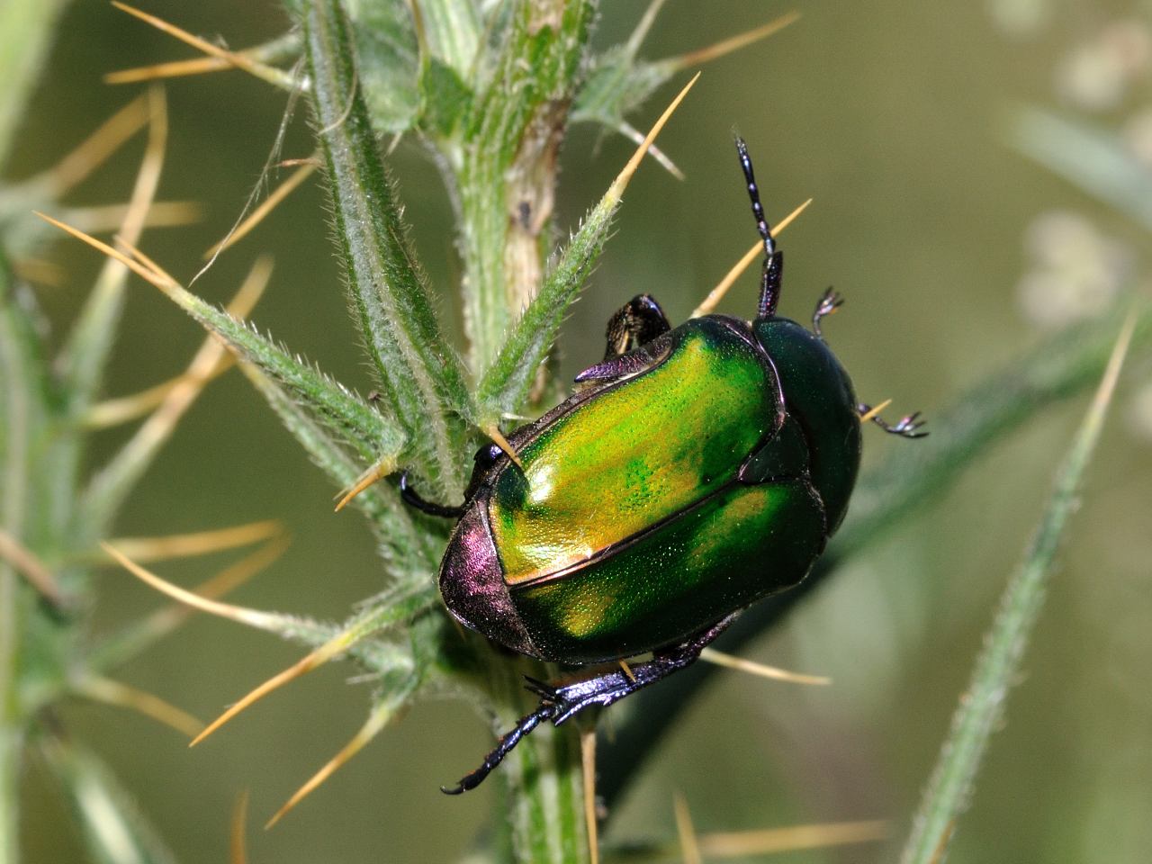 Protaetia cuprea